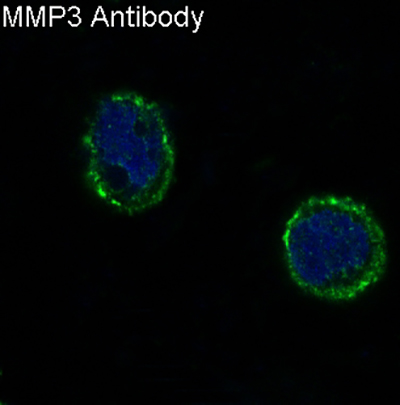 MMP3 Rabbit Polyclonal Antibody | 兔多抗 | EnkiLife恩玑生命