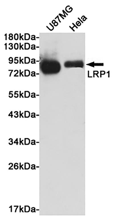 LRP1 Rabbit Polyclonal Antibody | 兔多抗 | EnkiLife恩玑生命
