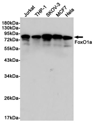 FOXO1 Rabbit Polyclonal Antibody | 兔多抗 | EnkiLife恩玑生命