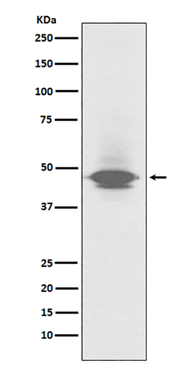 CD79a Rabbit Polyclonal Antibody | 兔多抗 | EnkiLife恩玑生命