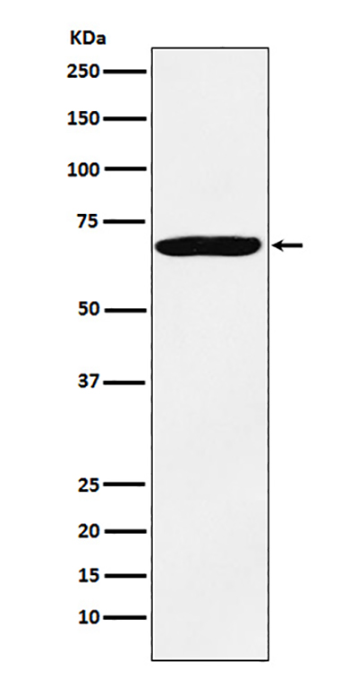 IMP3 Rabbit Polyclonal Antibody | 兔多抗 | EnkiLife恩玑生命