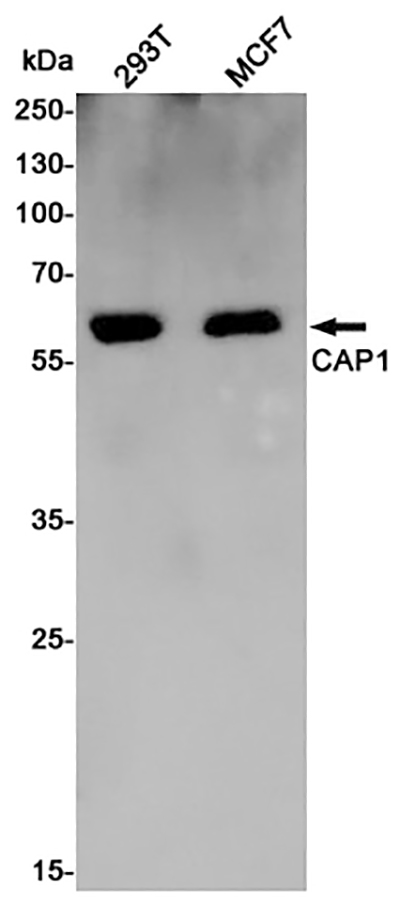 CAP1 Rabbit Polyclonal Antibody | 兔多抗 | EnkiLife恩玑生命