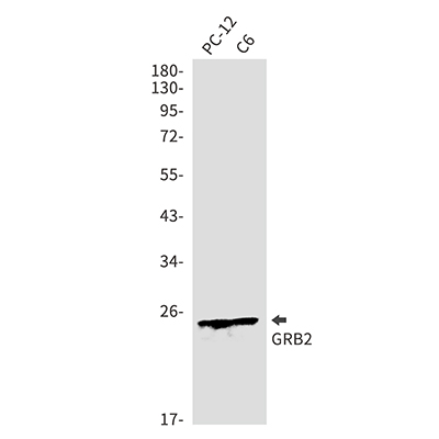 GRB2 Rabbit Polyclonal Antibody | 兔多抗 | EnkiLife恩玑生命