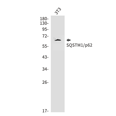 SQSTM1/p62 Rabbit Polyclonal Antibody | 兔多抗 | EnkiLife恩玑生命