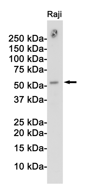 APG5L Rabbit Polyclonal Antibody | 兔多抗 | EnkiLife恩玑生命