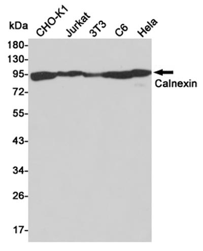 Calnexin Rabbit Polyclonal Antibody | 兔多抗 | EnkiLife恩玑生命