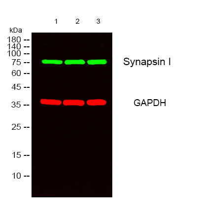 Synapsin 1 Rabbit Polyclonal Antibody | 兔多抗 | EnkiLife恩玑生命