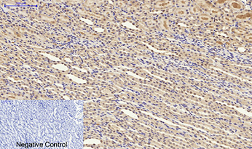 Synapsin 1 Rabbit Polyclonal Antibody | 兔多抗 | EnkiLife恩玑生命