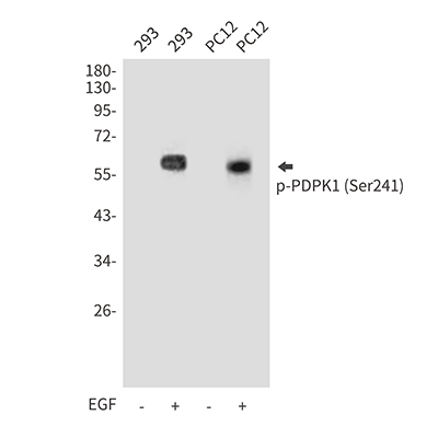Phospho-PDPK1 (Ser241) Rabbit Polyclonal Antibody | 兔多抗 | EnkiLife恩玑生命