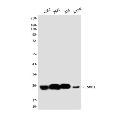 SOD2 Rabbit Polyclonal Antibody | 兔多抗 | EnkiLife恩玑生命