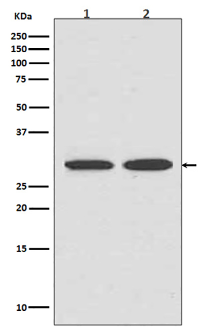 VDAC1 Rabbit Polyclonal Antibody | 兔多抗 | EnkiLife恩玑生命