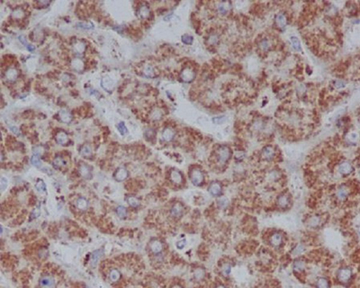VDAC1 Rabbit Polyclonal Antibody | 兔多抗 | EnkiLife恩玑生命