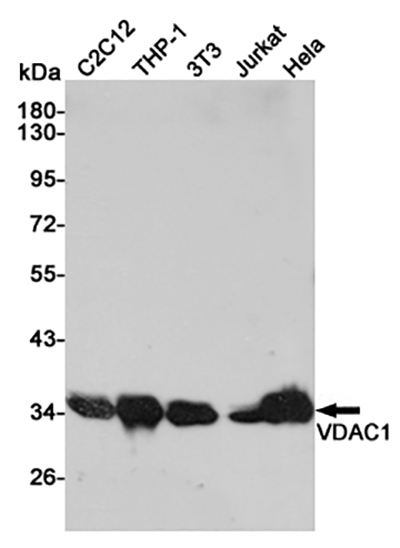 VDAC1 Rabbit Polyclonal Antibody | 兔多抗 | EnkiLife恩玑生命