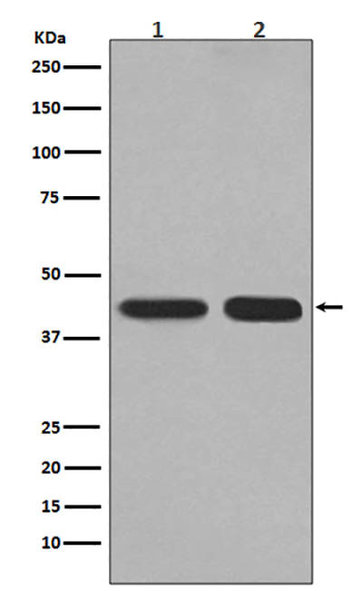 PGK1 Rabbit Polyclonal Antibody | 兔多抗 | EnkiLife恩玑生命