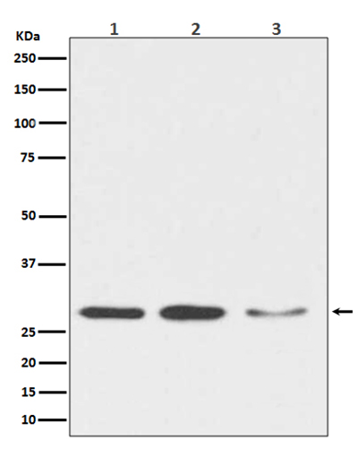 DDIT3 Rabbit Polyclonal Antibody | 兔多抗 | EnkiLife恩玑生命