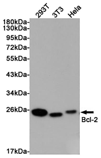 Bcl2 Rabbit Polyclonal Antibody | 兔多抗 | EnkiLife恩玑生命