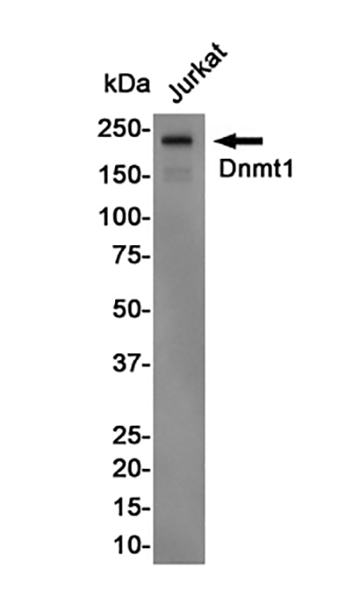 Dnmt1 Rabbit Polyclonal Antibody | 兔多抗 | EnkiLife恩玑生命
