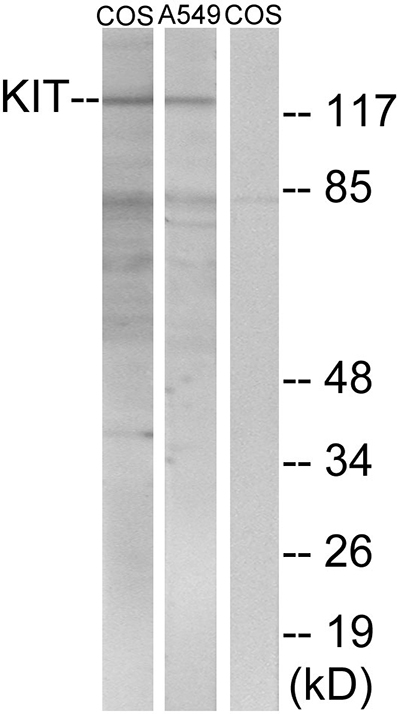 c-Kit Rabbit Polyclonal Antibody | 兔多抗 | EnkiLife恩玑生命