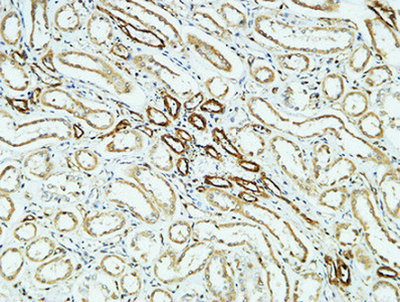 CD31 Rabbit Polyclonal Antibody | 兔多抗 | EnkiLife恩玑生命