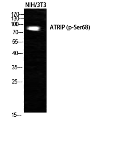 ATRIP (phospho Ser68) Rabbit Polyclonal Antibody | 兔多抗 | EnkiLife恩玑生命