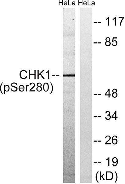 Chk1 (phospho Ser280) Rabbit Polyclonal Antibody | 兔多抗 | EnkiLife恩玑生命