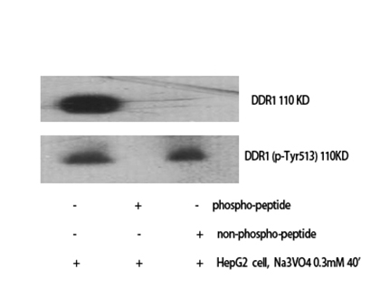 DDR1 (phospho Tyr513) Rabbit Polyclonal Antibody | 兔多抗 | EnkiLife恩玑生命