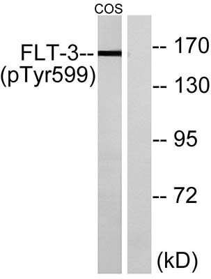 Flt3 (phospho Tyr599) Rabbit Polyclonal Antibody | 兔多抗 | EnkiLife恩玑生命