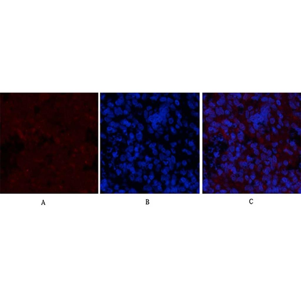 GSK3β (phospho Ser9) Rabbit Polyclonal Antibody | 兔多抗 | EnkiLife恩玑生命