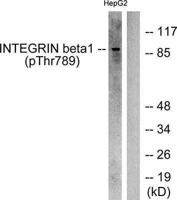 Integrin β1 (phospho Thr789) Rabbit Polyclonal Antibody | 兔多抗 | EnkiLife恩玑生命
