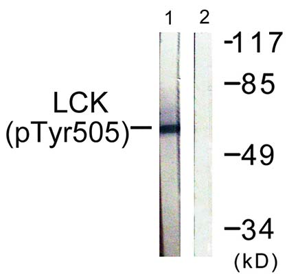 Lck (phospho Tyr505) Rabbit Polyclonal Antibody | 兔多抗 | EnkiLife恩玑生命