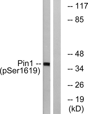 Pin1 (phospho Ser16) Rabbit Polyclonal Antibody | 兔多抗 | EnkiLife恩玑生命