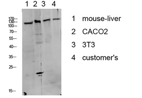 DDR1 (Phospho-Tyr513) Rabbit Polyclonal Antibody | 兔多抗 | EnkiLife恩玑生命