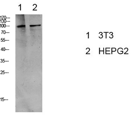 eEF2 (Phospho-Thr56) Rabbit Polyclonal Antibody | 兔多抗 | EnkiLife恩玑生命