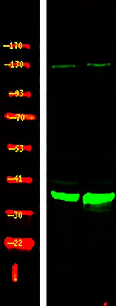 XRCC4 (Phospho-Ser260) Rabbit Polyclonal Antibody | 兔多抗 | EnkiLife恩玑生命