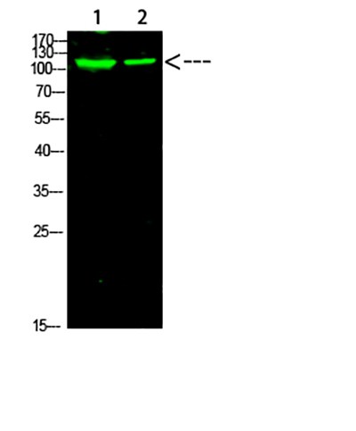 PARP-1 (Acetyl-K521) Rabbit Polyclonal Antibody | 兔多抗 | EnkiLife恩玑生命