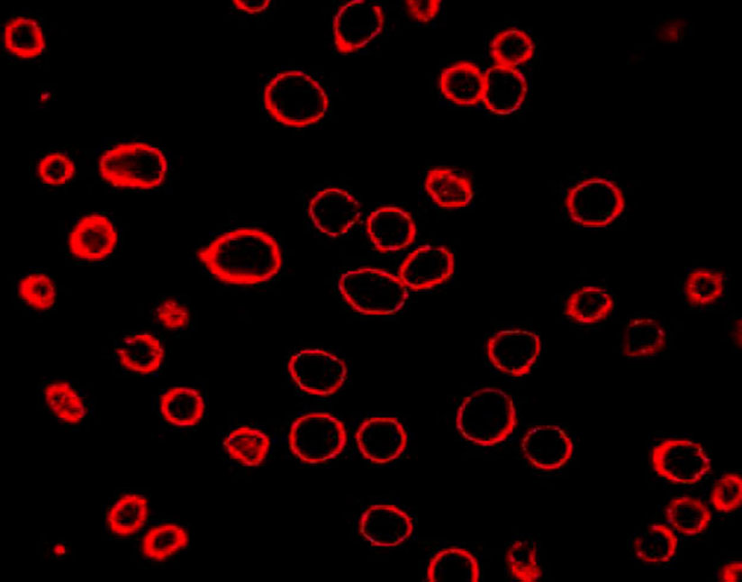 DiD（细胞膜红色荧光探针）| 细胞膜荧光染料 | EnkiLife恩玑生命