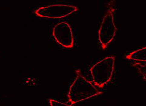 DiI（细胞膜橙红色荧光探针）| 细胞膜荧光染料 | EnkiLife恩玑生命
