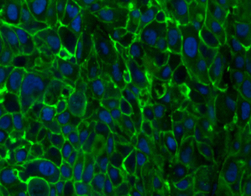 DiO（细胞膜绿色荧光探针）| 细胞膜荧光染料 | EnkiLife恩玑生命