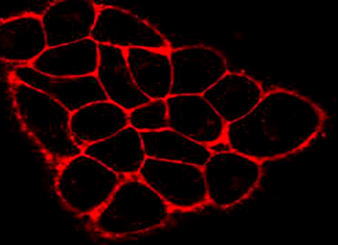CM-DiI（细胞膜橙红色荧光探针）| 细胞膜荧光染料 | EnkiLife恩玑生命