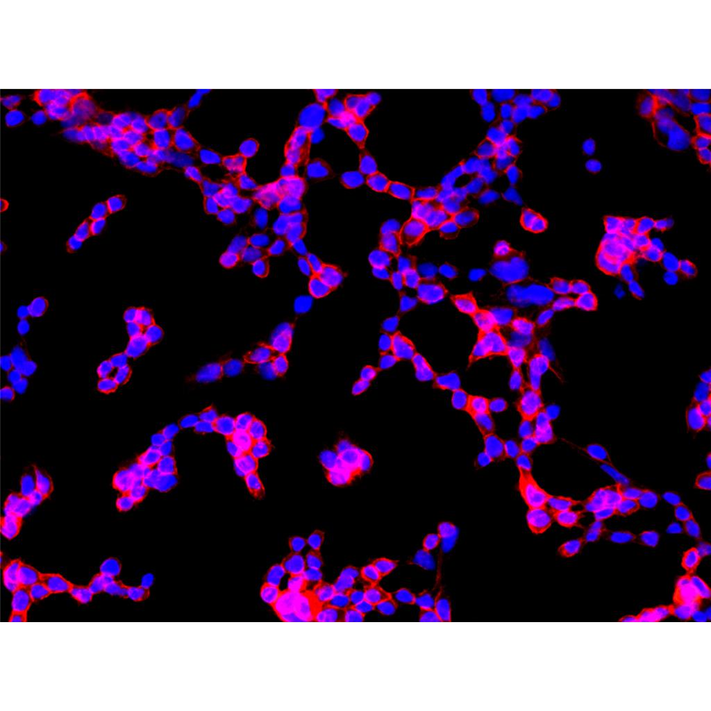 CM-DiD（细胞膜红色荧光探针）| 细胞膜荧光染料 | EnkiLife恩玑生命