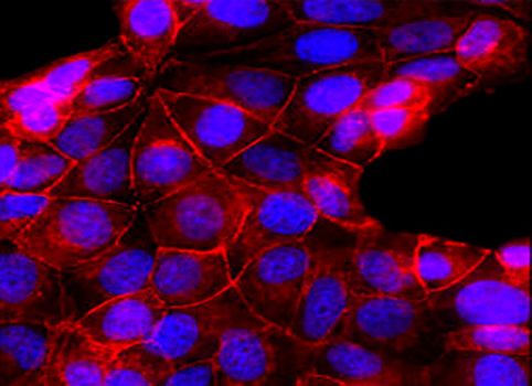CM-DiD（细胞膜橙红色荧光探针）| 细胞膜荧光染料 | EnkiLife恩玑生命