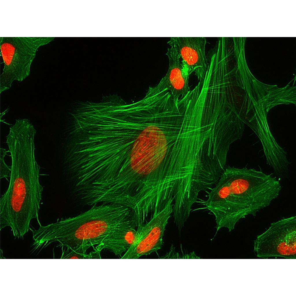 Fluorescein 488-Phalloidin（荧光素488标记鬼笔环肽）| 细胞骨架荧光染料 | EnkiLife恩玑生命