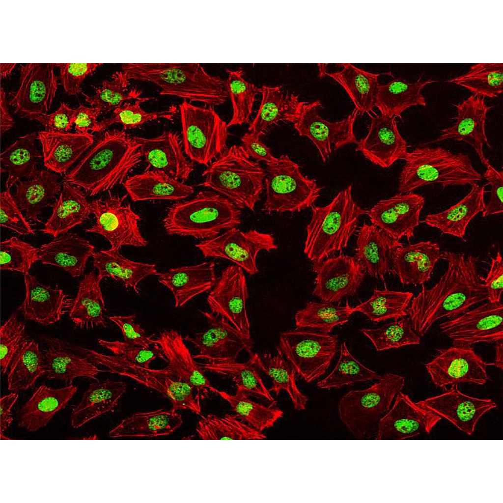 Fluorescein 555-Phalloidin（荧光素555标记鬼笔环肽）| 细胞骨架荧光染料 | EnkiLife恩玑生命