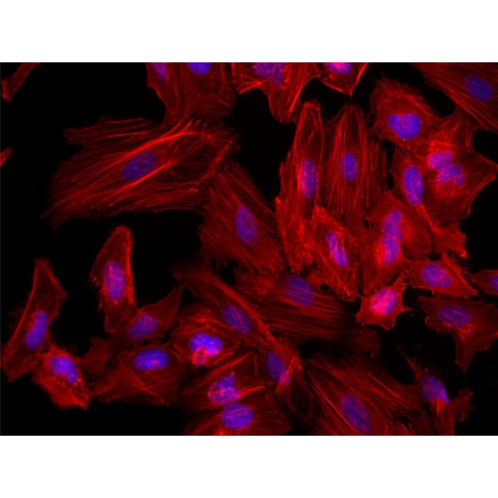 Fluorescein 594-Phalloidin（荧光素594标记鬼笔环肽）| 细胞骨架荧光染料 | EnkiLife恩玑生命