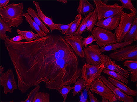 Fluorescein 680-Phalloidin（荧光素680标记鬼笔环肽）| 细胞骨架荧光染料 | EnkiLife恩玑生命