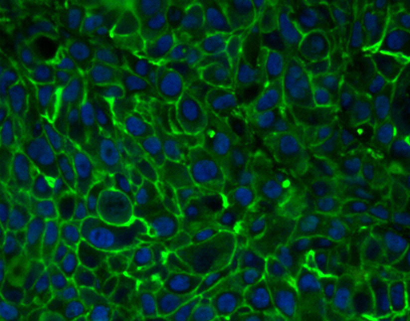 Enhanced DiO（细胞膜绿色荧光探针增强款）| 细胞膜荧光染料 | EnkiLife恩玑生命