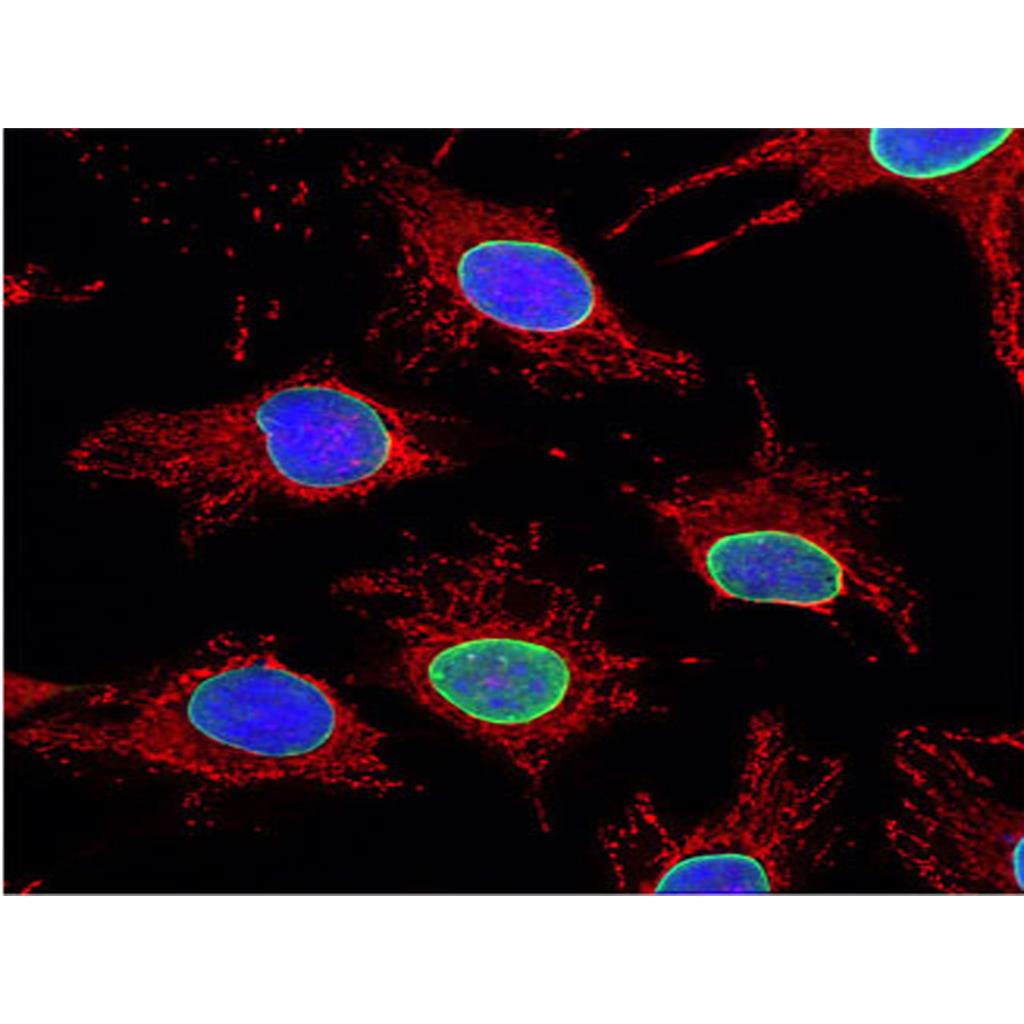 Mitochondrial Tracker (Red)（线粒体红色荧光探针）| 亚细胞结构荧光染料 | EnkiLife恩玑生命