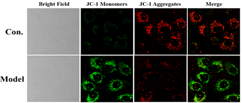 JC-1线粒体膜电位探针| 亚细胞结构荧光染料 | EnkiLife恩玑生命
