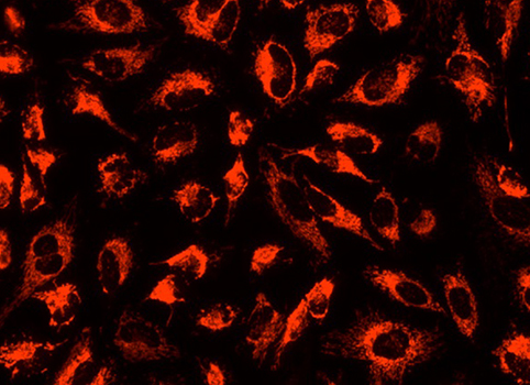 DASPEI线粒体荧光探针| 亚细胞结构荧光染料 | EnkiLife恩玑生命