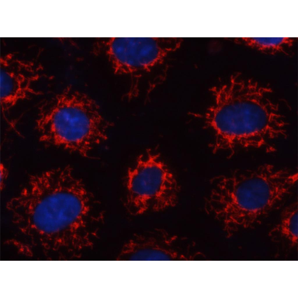 4-Di-1-ASP线粒体荧光探针| 亚细胞结构荧光染料 | EnkiLife恩玑生命